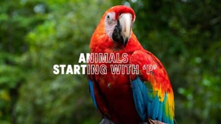 Animals that Start with P