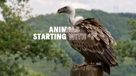 Animals that Start with V