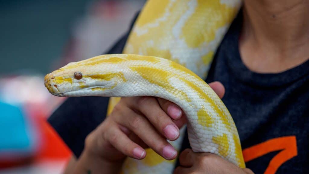 Fun and Quirky Snake Names for Your Pet