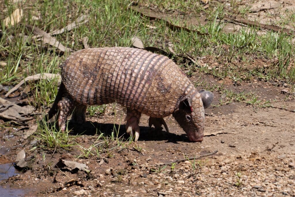Naked-tailed Armadillo