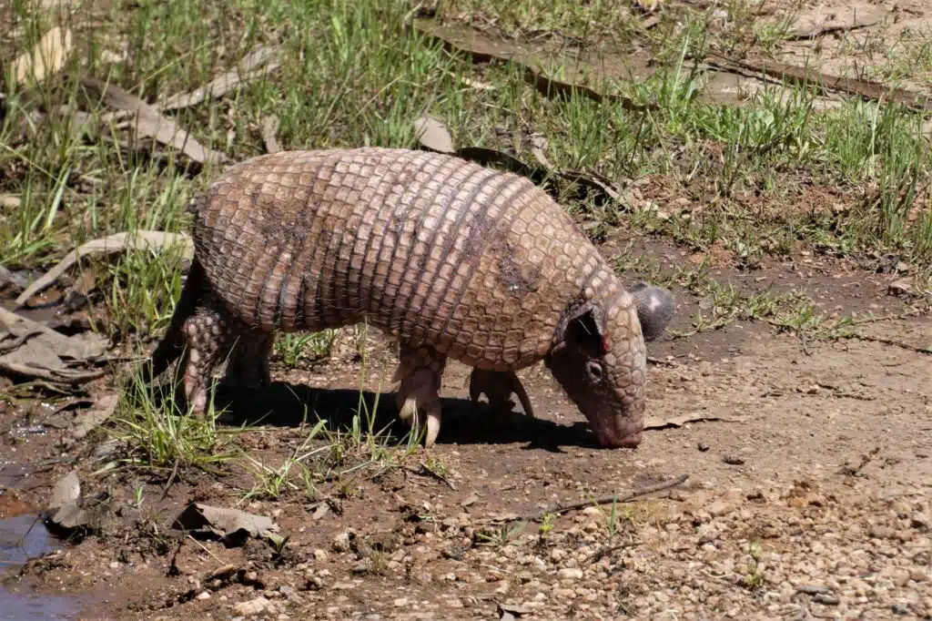 Naked-tailed Armadillo
