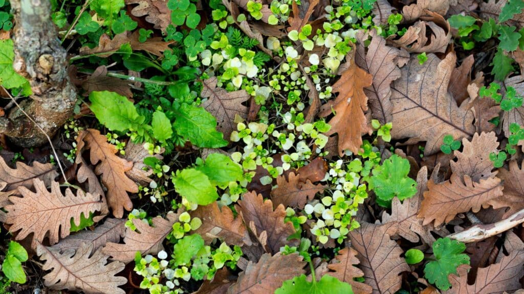 Questions Related to Biological and Natural Elements