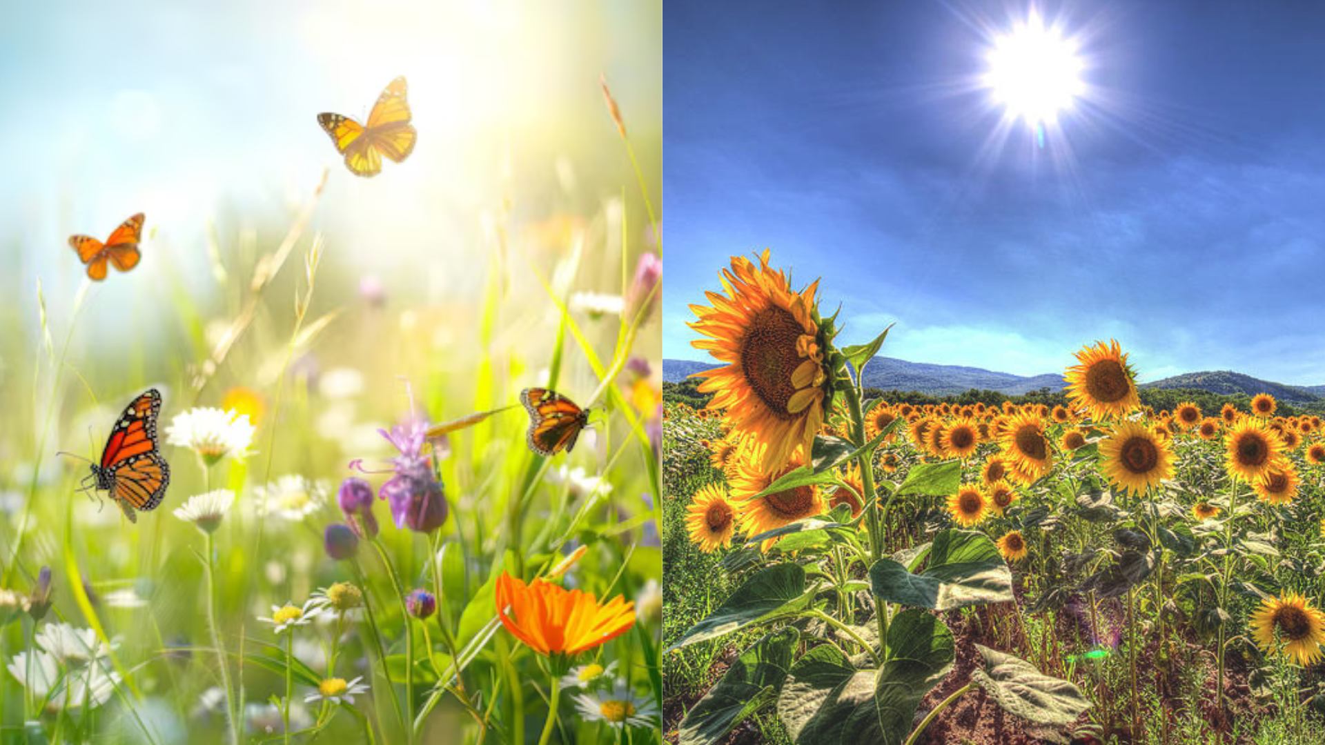 Nature_Animals__Outdoor_Fun_Summer_Facts_for_Kids