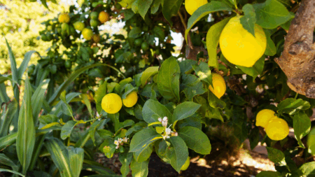 emon tree growth stages